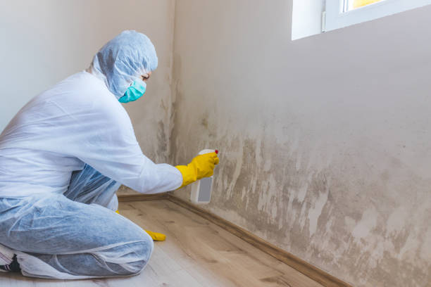 Licensed Mold Testing service in Clinton, WA - WQB Mold Removal